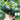 Green Baby Mini Pumpkin Seeds, 50 Seeds