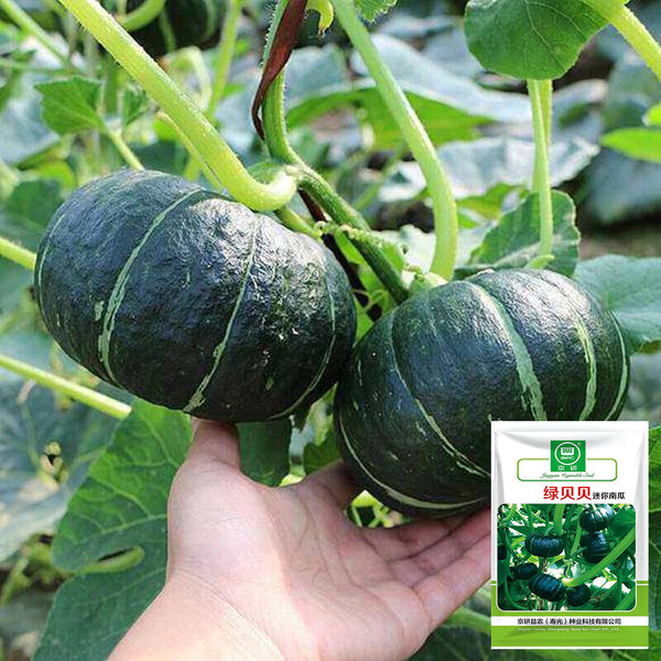 Green Baby Mini Pumpkin Seeds, 50 Seeds