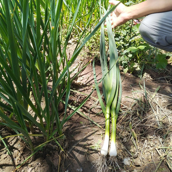 Leek Seeds, 2000 Seeds