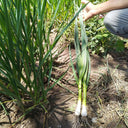 Leek Seeds, 2000 Seeds