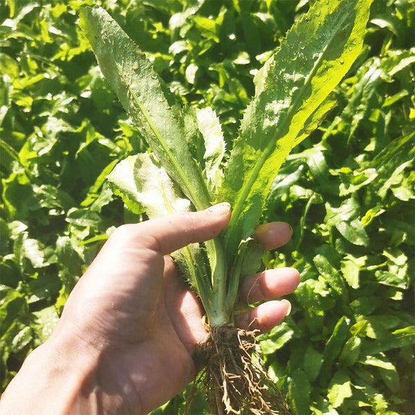 Sawtooth Coriander Seeds, 1000 Seeds