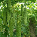 Green Dragon Bitter Melon Seeds, 5g
