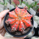 Gymnocalycium mihanovichii variegata 'Oil Painting Peony', 5-7cm