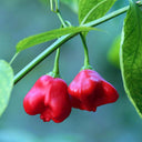 Bat Chili Seeds, 100 Seeds