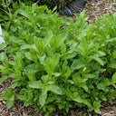 Crinkled-leaf Peppermint, 500 Seeds