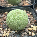 Pseudolithos migiurtinus Live Cactus