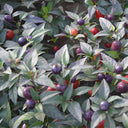 Pearl Multicolor Pepper Seeds, 100 Seeds
