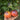 1027 Fiery Veil Tomato, 5 Seeds