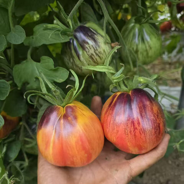 1027 Fiery Veil Tomato, 5 Seeds