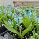U2220 Turquoise Lachenalia Bulbs, 0.43-0.51 in (1.1-1.3 cm), 2 Bulbs