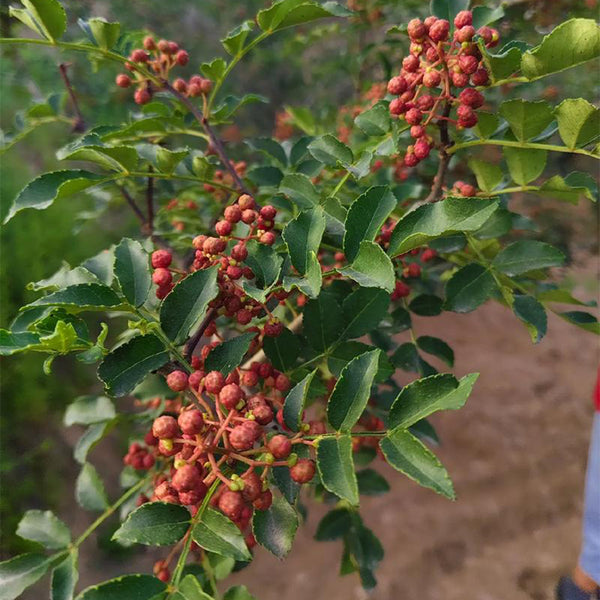 Dahongpao Sichuan Peppercorn, 100 Seeds