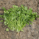 Farmer's Small-Leaf Cilantro Seeds, 50g