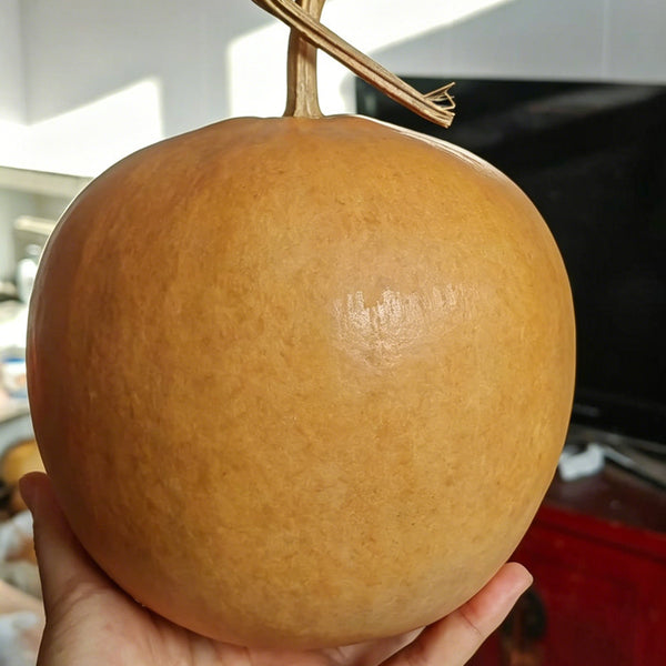 Big Apple Gourd, 5 Seeds