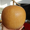 Big Apple Gourd, 5 Seeds