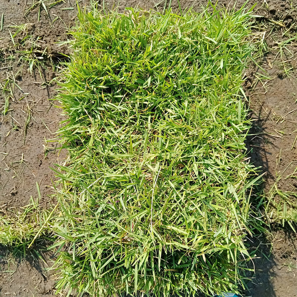 Chinese Zoysia Grass Coated Seeds, 50g