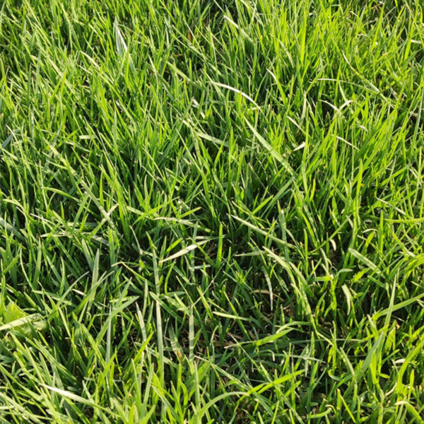 Poa pratensis 'Ginney II BT' Seeds, 200g