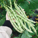 'Shuangqing Yudou' Snap Bean Seeds, 25g