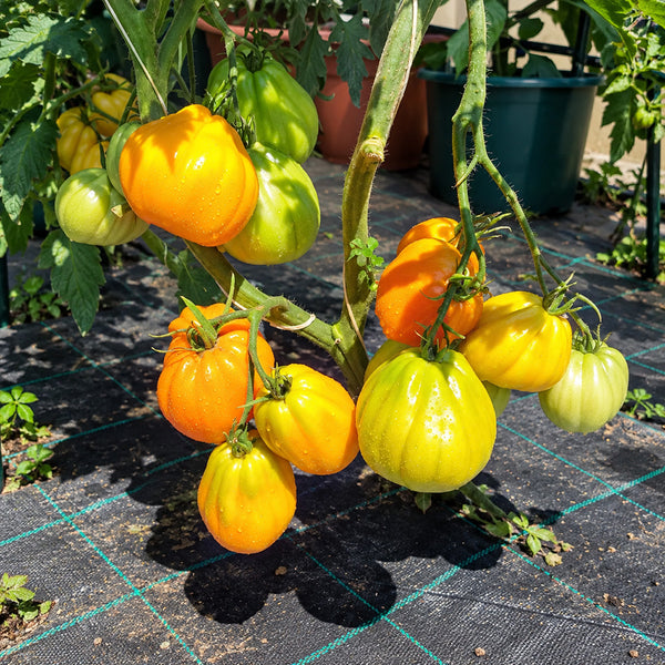 380 Zheltye Torbochki Tomato, 5 Seeds