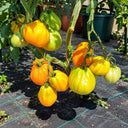 380 Zheltye Torbochki Tomato, 5 Seeds