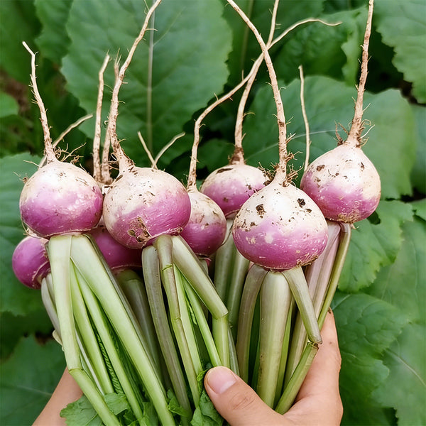 'Lucky' F1 Hybrid Turnip Seeds, 5g