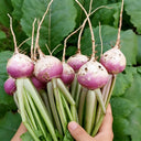 'Lucky' F1 Hybrid Turnip Seeds, 5g