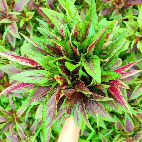 Zixia Red Willow-Leaf Amaranth Seeds, 10g