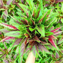 Zixia Red Willow-Leaf Amaranth Seeds, 10g