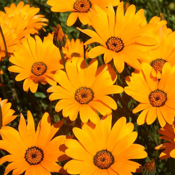 Mixed Colors Namaqualand Daisy Seeds, 1g