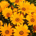 Mixed Colors Namaqualand Daisy Seeds, 1g