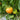 29 Treasure of the Incas F1 Tomato, 5 Seeds