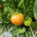 29 Treasure of the Incas F1 Tomato, 5 Seeds