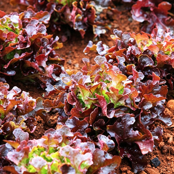 Red Maple Oak Leaf Purple Lettuce Seeds, 5g