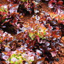 Red Maple Oak Leaf Purple Lettuce Seeds, 5g