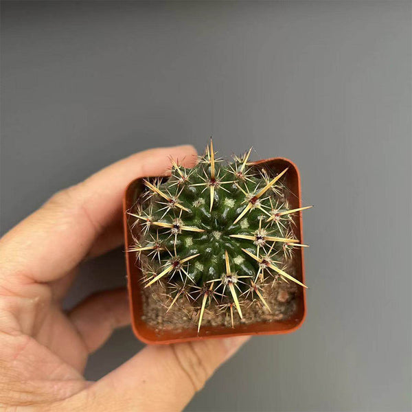 Parodia submammulosus, 3-4cm