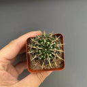 Parodia submammulosus, 3-4cm