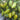 755 Emerald Jewel Tomato, 5 Seeds