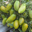 755 Emerald Jewel Tomato, 5 Seeds