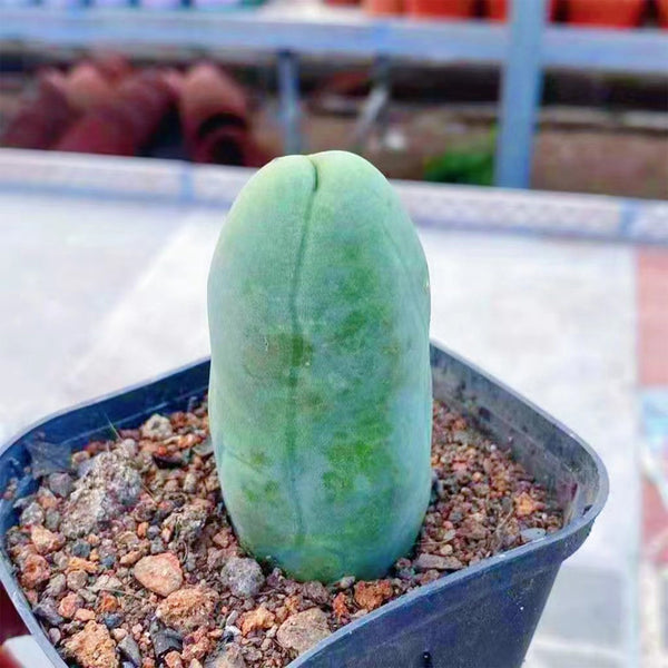 Echinopsis lageniformis f. monstruosa, 6-7cm