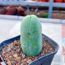 Echinopsis lageniformis f. monstruosa, 6-7cm