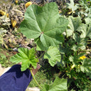 Chinese Mallow Seeds, 10g