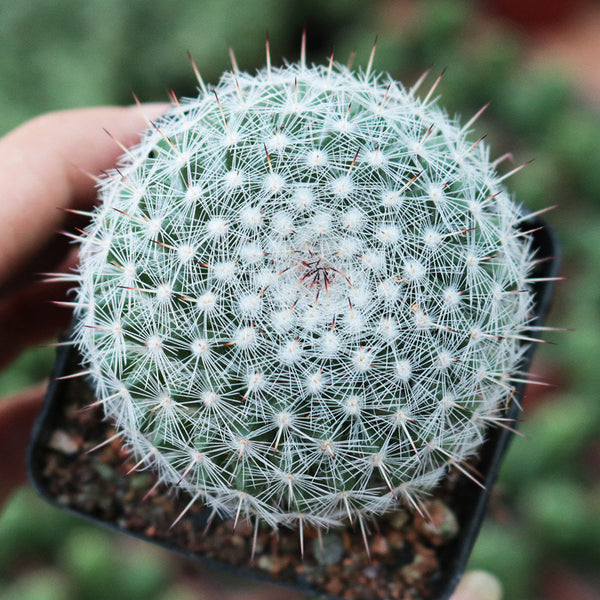 Mammillaria hahniana, 3-4cm