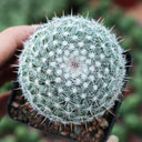 Mammillaria hahniana, 3-4cm