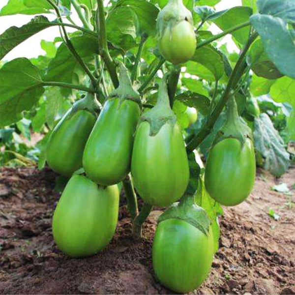 ‘Green Crown’ F1 Eggplant Seeds, 10g