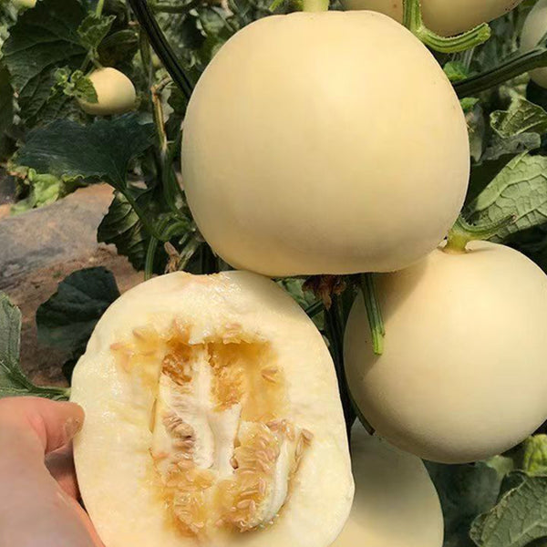 Baisha Honey Melon Seeds, 2g