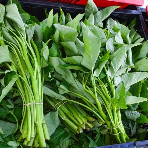 Thai Large Leaf Water Spinach Seeds, 10g