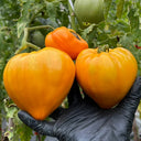 'Lyuba's Heart' Tomato Seeds, 5 Seeds