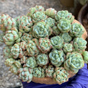 Echeveria Caramel Spirit, 3pcs x 1-head