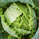 Savoy Cabbage Seeds, 20 Seeds