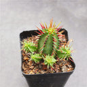 Pincushion Euphorbia, 4-5cm