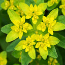 Cushion Spurge, 5 Seeds
